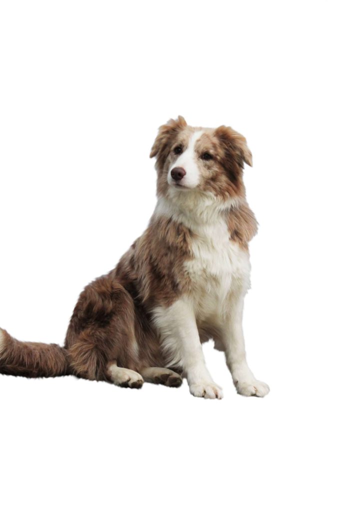 Border Collie chocolate merle sitzend liebevoll gezüchtet am Bio Bauernhof Sunn-Hof