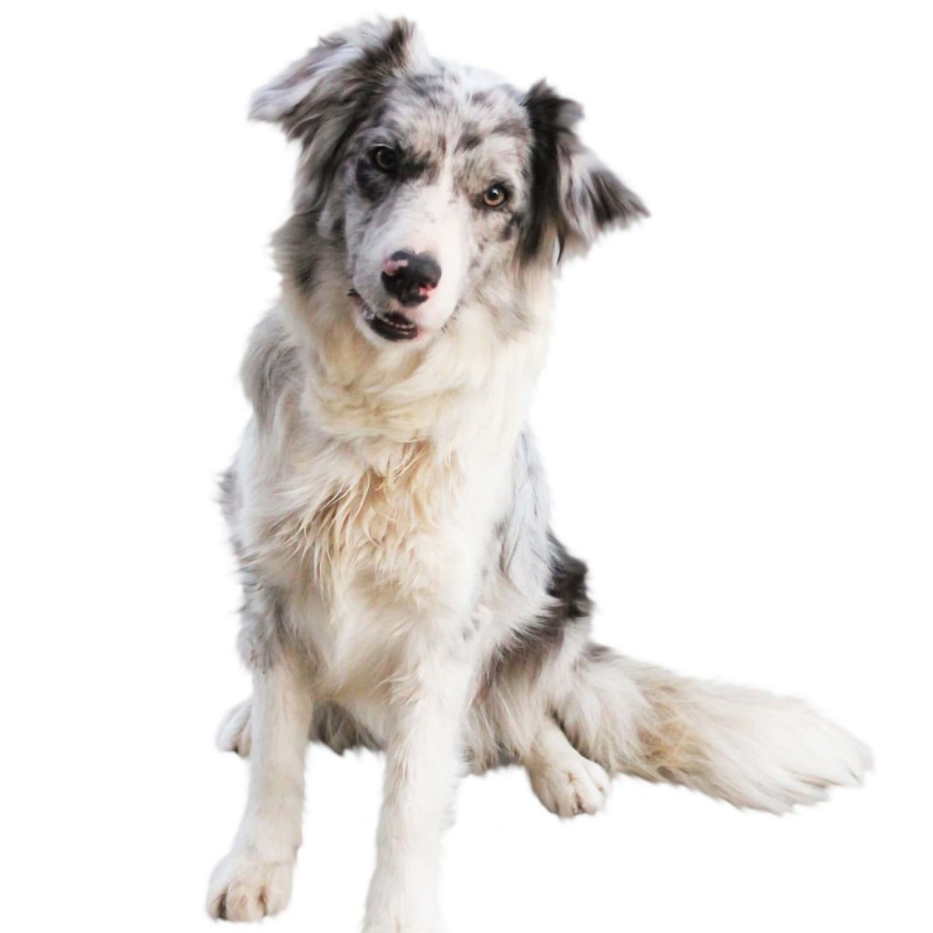 sitzeender slate merle border collie hund vom bio bauernhof mostviertel hundezucht