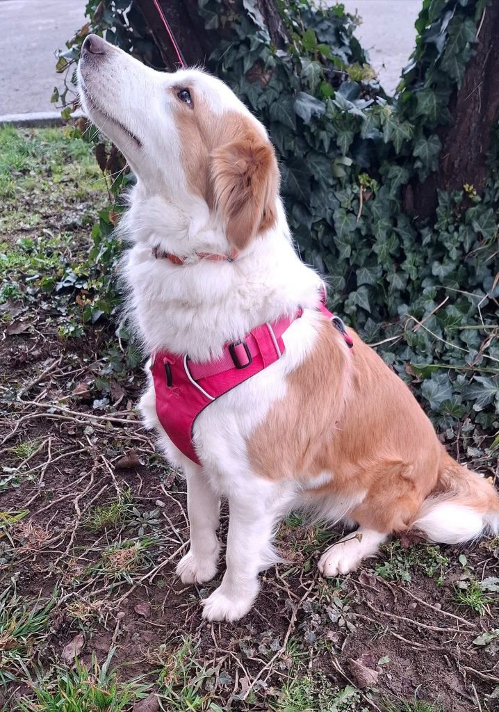 Border Collie mit weiß-braunem Fell und pinkem Geschirr sitzt auf Wiese