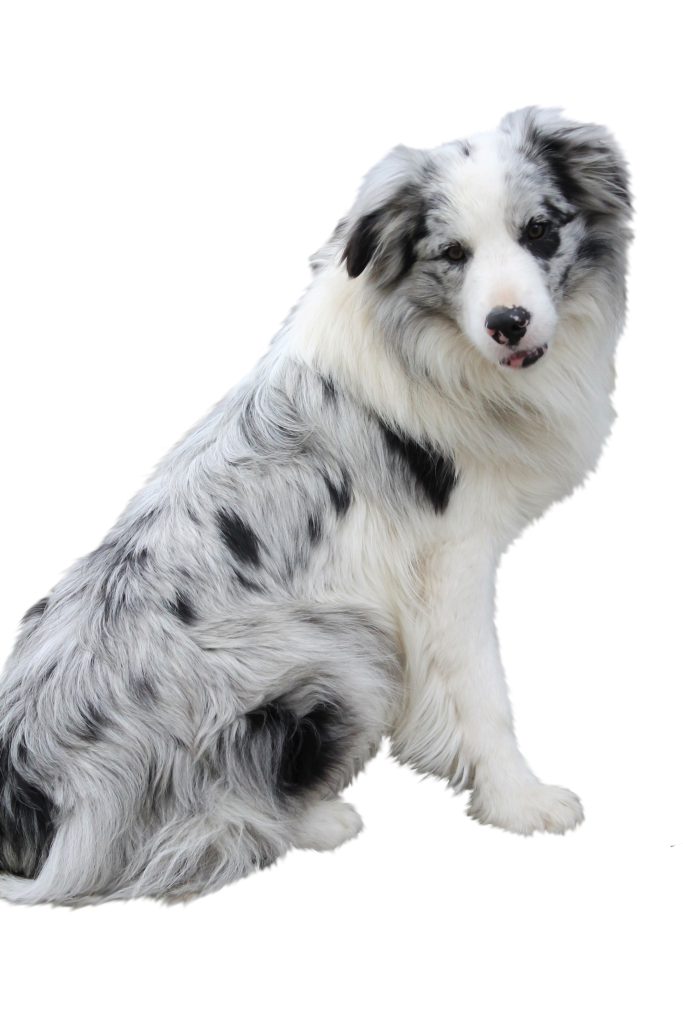 Border Collie mit weiß-schwarzem Fell sitzt und blickt freundlich zur Seite