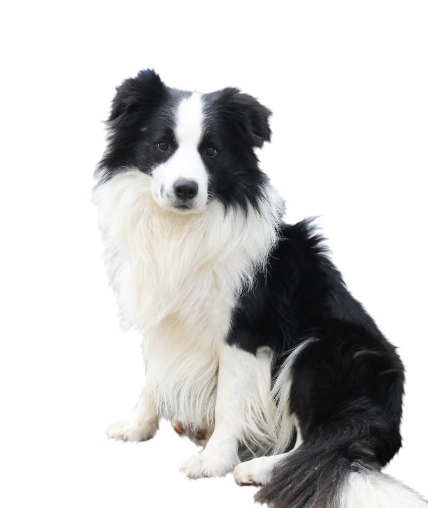 Border Collie mit schwarz-weißem Fell sitzt auf weißem Hintergrund