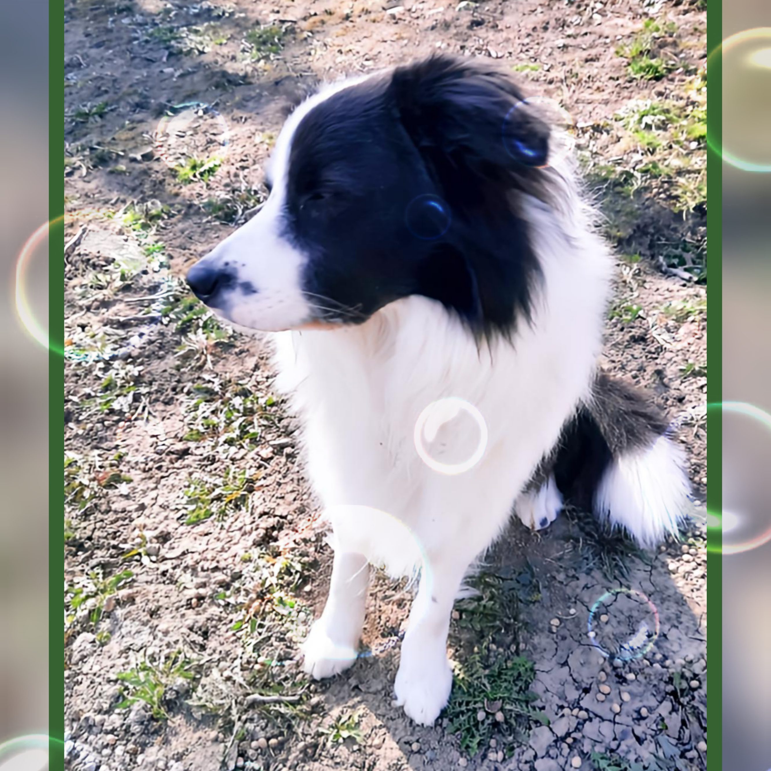 Border Collie sitzt auf Bauernhof im Mostviertel bei Sonnenschein und Natur