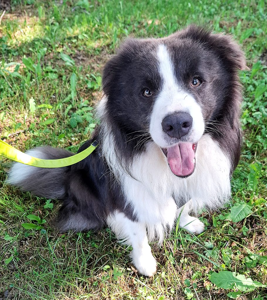 Border Collie mit schwarz-weißem Fell sitzt an der Leine auf grüner Wiese