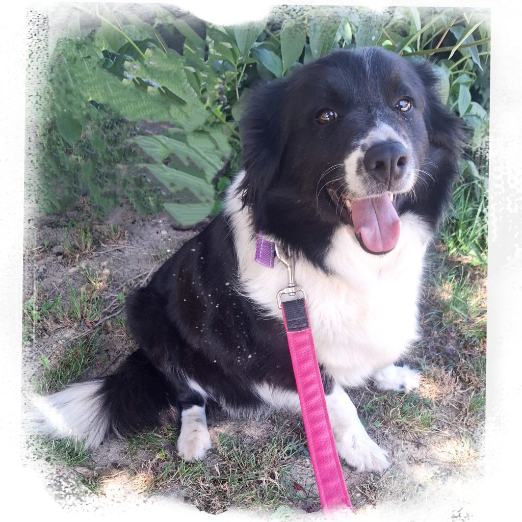 Border Collie mit rosa Leine sitzt im Grünen auf einem Bauernhof im Mostviertel